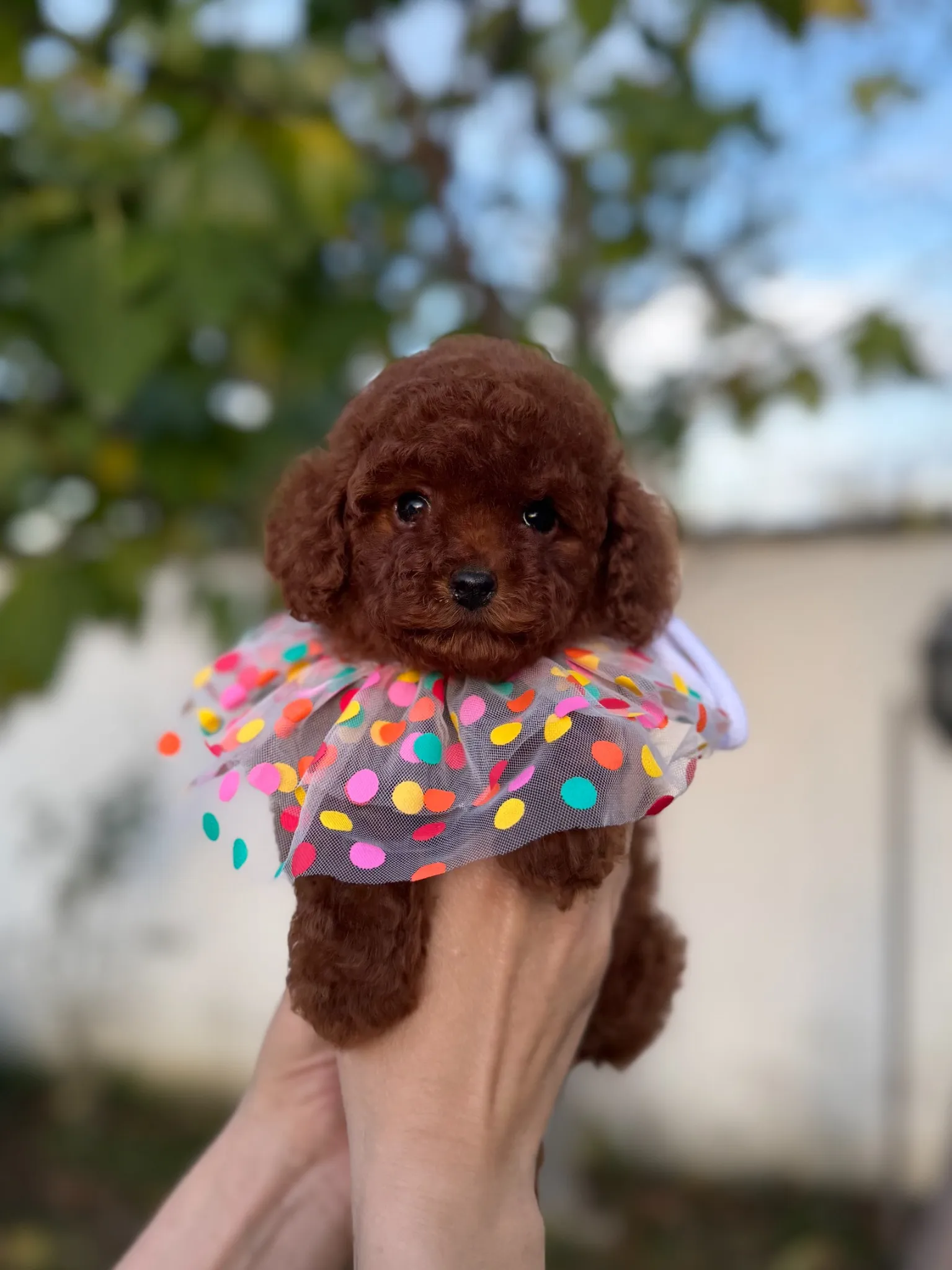 Kore Kan Poodle